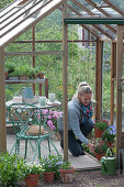 Woman fetches pots with carnations from the greenhouse