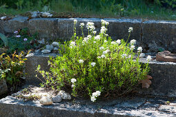 Schleifenblume wächst in Fugen der Steintreppe