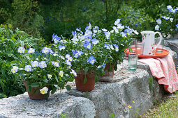 Tontöpfe mit Hornveilchen 'Blue Moon' auf der Gartenmauer, Tablett mit Krug und Gläsern
