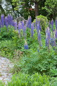 Blooming lupins in the garden