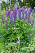 Blühende Lupinen im Garten