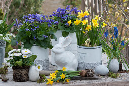 Scented violets and daffodils 'Tete a Tete' in tin cans with a lace ribbon, daisies ones without a pot, Easter eggs and Easter bunny