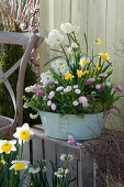Sheet metal bowl with daffodils, primroses, daisies and grape hyacinths