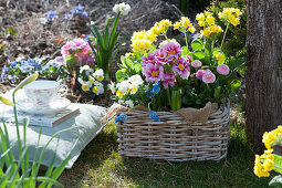 Basket with primroses, daisies, horned violets and grape hyacinths