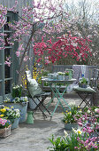 Spring terrace with peach trees, primroses, horned violets, daffodils, golden bells, daisy, milk star, grape hyacinths and seating area