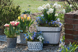 Pot arrangement with tulips 'Toplips' 'Outbreak', daffodils 'Erlicheer', ray anemones, daisies, squill and horned violet