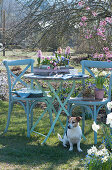 Kleine Sitzgruppe im Frühlingsgarten, Töpfe mit Hyazinthen, Tausendschön, Narzissen 'Toto' und Strahlenanemone, Hund Zula