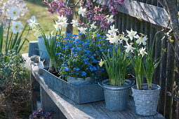 Spring blue-white: daffodils 'Toto' and forget-me-nots 'Myomark'