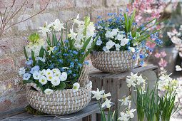 Baskets with daisies, forget-me-nots, hyacinths, daffodils, horned violets and squill