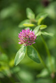 Meadow clover or red clover (Trifolium pratense)