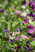 Sudeten yarrow (A. millefolium ssp.sudetica) and wild mallow (Malva sylvestris)