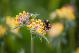 A bumblebee on a kidney vetch (anthyllis vulneraria)