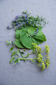 Hyssop, leaf pepper and lovage