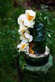 Dekoidee mit Blüten von Pfingstrose 'Claire de Lune'
