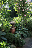 Roses climbing an arch in a garden bed with Hostas and boxwood