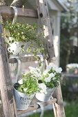 Pots of horned violets and pohuehue hung on wooden ladders