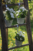 Horned violets in pots hung on a wooden ladder