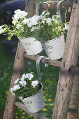 Pots of horned violets hung on a wooden ladder