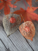 Dried physalis seed pods with berries visible inside