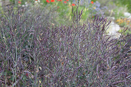 Seed pods of blue kohlrabi