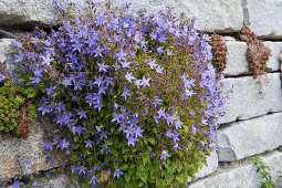 Cushion bellflower in dry stone wall