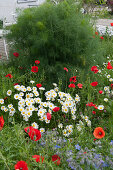 Early summer bed with daisies, corn poppies and spiced fennel