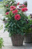 Red blooming dahlia in the basket