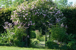 Rambler rose 'cherry rose' on the rose arch and candelabra prize in the bed with box hedge as a border