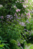 Rambler rose 'cherry rose' and Veronicastrum virginicum in the flower bed