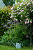 Bed with rambler rose 'Kirschrose', Veronicastrum virginicum 'Fascination' and box hedge as a border