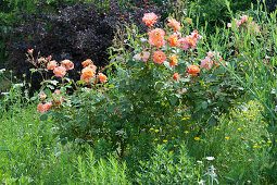 Rose 'Westerland' im Naturgarten
