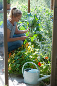 Woman harvests kohlrabi in the greenhouse, nasturtiums and blueweed in the bed