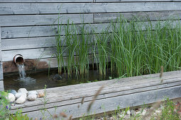 Zyperngras im Wasserbecken als Kläranlage für den Swimmingpool