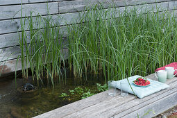 Zyperngras im Wasserbecken als Kläranlage für den Swimmingpool, Beckenrand mit Kissen als Sitzplatz