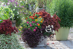 Zinc tub planted with zinnias, 'Wicked Hot', red clover Angel Clover 'Beauty', daisies and chilli