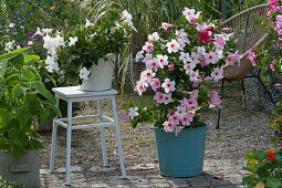 Dipladenien Mandevilla Sundaville 'Cream Pink' 'White', fruit sage and Acapulco chair