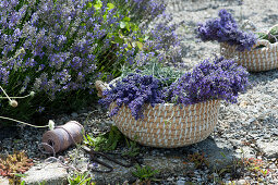 Basket of freshly picked lavender