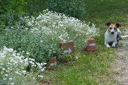 Flowering hornwort and catnip in the bed, clay pots and bowl with a white arrow pointing the way, dog Zula