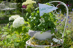 Bowl with basil and flowers from ground elder as a guide to the white dinner