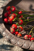 Zweige mit Hagebutten der Rose 'Magical Delight'