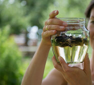 Preparing hollyhock wine: leave hollyhock flowers to steep in white wine