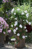 Hanging geraniums 'White Pearl' 'Decora Pink' and pile tube on gravel terrace