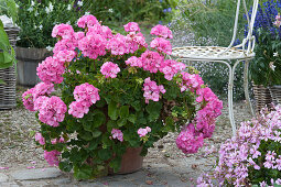 Standing geranium 'Rosita'