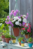 Geraniums 'Amethyst', 'Glacis' and 'Dolce Vita Coral Eye' in macrame hanging baskets, small pots with parsley and paprika plant