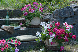 Geraniums 'Happy Face White' 'Happy Face® Dark Red Mex' 'White Splash', 'Red White Bicolor' in wicker baskets in front of stone walls and stairs