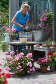 Planting a colorful wicker basket with geranium, woman fills in soil