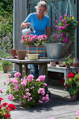 Bunten Flechtkorb mit Geranie bepflanzen, Frau gießt frisch eingepflanzte Geranie 'Flower Fairy Pink' an