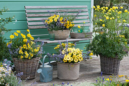 Blue-yellow arrangement with Cape daisy Summersmile 'Yellow' 'Double Golden Yellow', catnip 'Purrsian Blue', bidens 'Sweetie' and globe flower 'Lemon Queen'