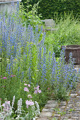 Ordinary blueweed in the bed with prairie mole and wool ziest