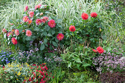 Beet mit Dahlien, Pfahlrohr 'Variegata', Dost, Eisenkraut, Kissenaster, Goldköpfchen, Elfenspiegel und Knöterich